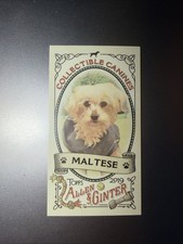 2019 Topps Allen And Ginter COLLECTABLE CANINES CC-25 MALTESE