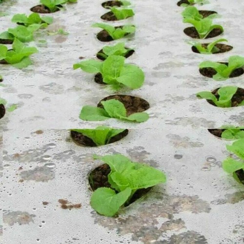 Pellicola Traforata Orto Membrana Pacciamatura Fori Accessorio Giardinaggio Nuovo - Foto 24 di 24