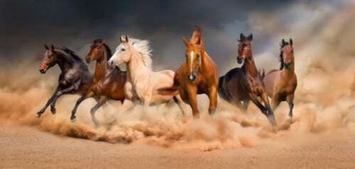 Galloping Horses Animals Wild Nature Large Wall Art Framed Canvas Picture 20x30" - Picture 1 of 1