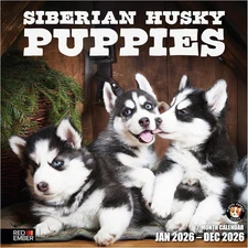 Siberian Husky Puppies 2026 Wall Calendar 12 Month | Thick & Sturdy Paper | Holi