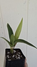 Anthurium Seleri Seedling Growers Choice