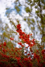 Pancolar 1.8/50 aus JENA ( CARL ZEISS )ZeBrA M42 Mount SERVICED WITH SAMPLES ✧✧✧