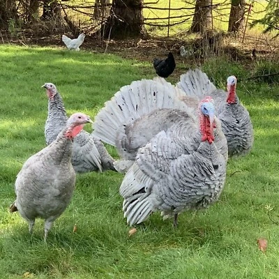 3+1 Blue Slate Turkey Hatching Eggs-Darling Farm
