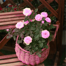 20 SEEDS for Pink RARE Rose hybrid small tea flower Bush exotic plant USA Seller