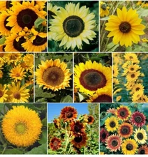 30 Sunflower Seed Mix - Vibrant  Blooms - Free Shipping - 8 Mixed Varieties