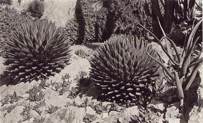 Exotischer Garten von MONACO Aloe und Gasteria diverse