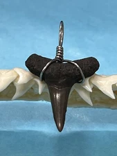 SHARK TOOTH PENDANT. 7/8 Inch Fossilized LEMON Shark Tooth From Bone Valley Fl 