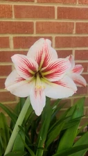 Hippeastrum 'TAC Mead Strain'  2nd year seedling 1 bulb