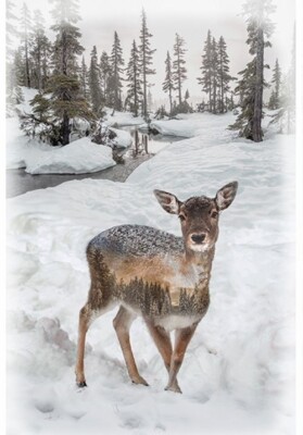 Call Of The Wild By Hoffman Fabrics - Fawn Deer Panel  #V5211-345
