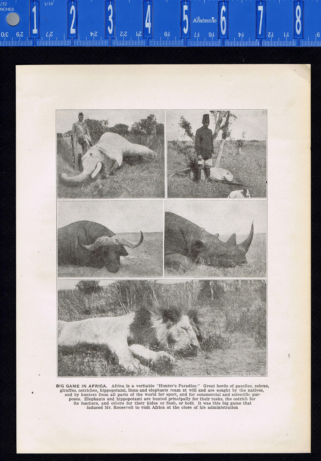 Big Game Hunting in Africa - Lions, Gazelles, Rhinos -1924 Page of History  | eBay