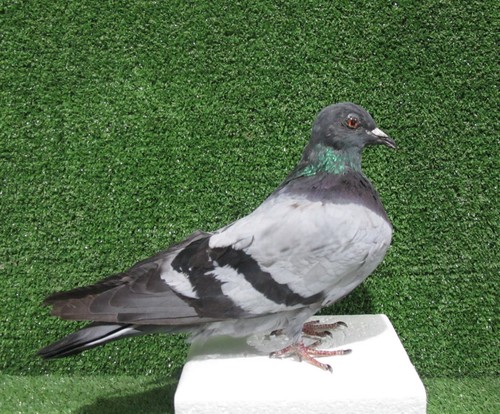 Standing Grey Pigeon Real Bird Taxidermy Mount