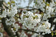 1-1000 PCS Mazzard Cherry Tree Seeds Prunus Avium Alkavo White Flower Red 0136