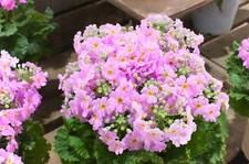 100 PINK FAIRY PRIMROSE Primula Malacoides Shade Houseplant Flower Seeds