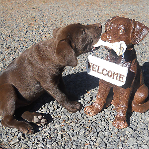 House of Whispering Firs | eBay Stores