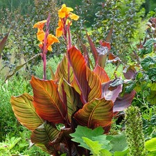Canna Tropicanna Exotic Striped Foliage Orange Flower Garden Pot 2 9cms