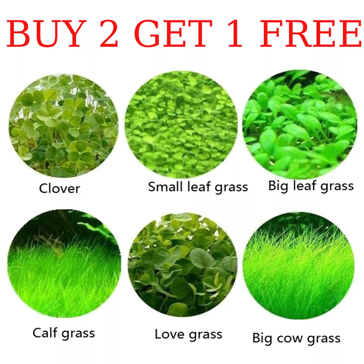 Foreground aquarium plants cheap