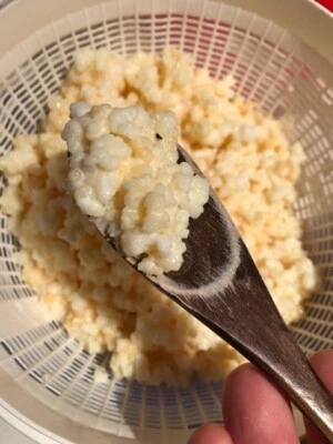 Kefir Grains In Melbourne Region Vic Miscellaneous Goods Gumtree Australia Free Local Classifieds