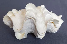 Whole TRIDACNA SQUAMOSA Fluted Clam Shell 5.75" x 4 1/4" Yellowish