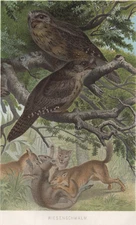 Frogmouth Bird Color Antique Print 1882 Chromolithograph Brehms Thierleben