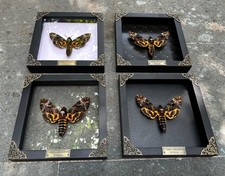 Framed Skull Moth Real Death s Head Taxidermy...