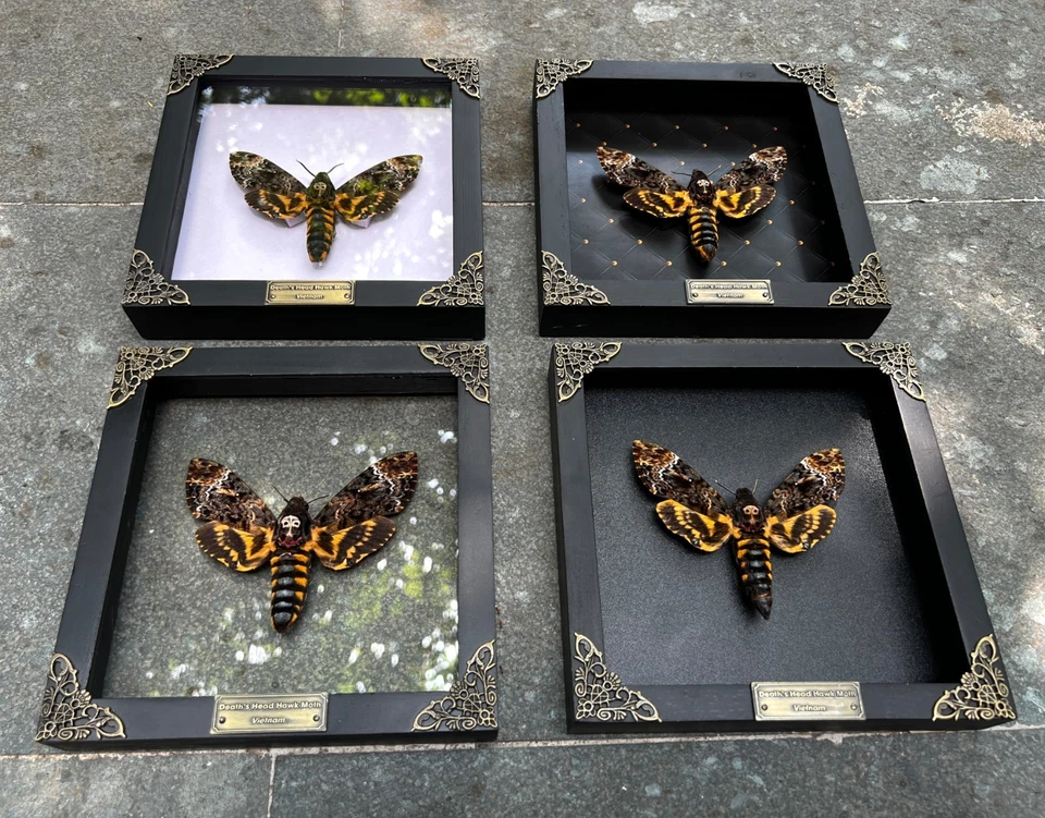 Framed Skull Moth Real Death’s Head Taxidermy Collection Oddities Gothic Decor - Image 2 of 4