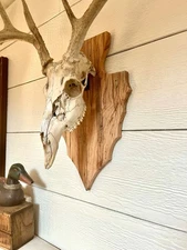european deer mount plaque wormy maple deer head mount deer antlers 