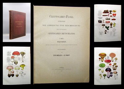 Müller, Pabst Cryptogamen-Flora Abbildung und Beschreibung Flechten, Pilze 1874