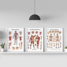 Human Body Anatomy Muscle Skeleton Vascular Anatomical Chart Poster *SET OF 3*