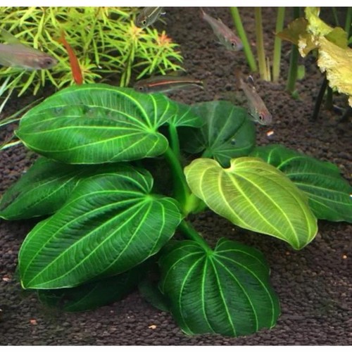 1 Small Iguazu 2009 Sword Plant! live aquarium plants! FREE S/H Rare!!