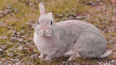 Digital Picture Photo Wallpaper Desktop Background Beautiful Rabbit Ebay