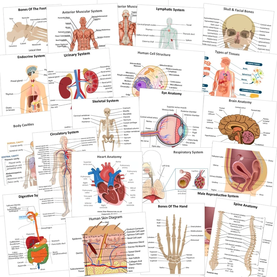 STAR RESOURCES 25x Anatomy & Physiology Flash Cards - Paramedic, ECA, Student, Revision Nurse