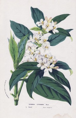 Gardenia Citriodora Gardenie Africa flower Blume botany botanical Litho  Houtte