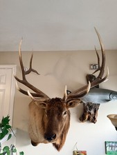 Once in a lifetime Trophy Bull Elk Mount