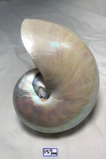 Formosa/SEASHELL/The  beauty of seashell 157mm.