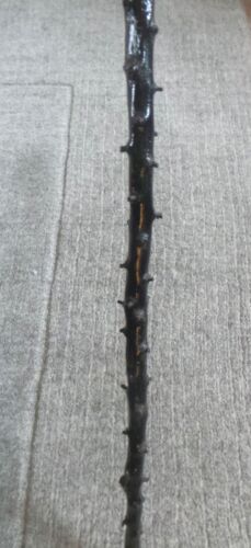 ANTICO BASTONE DA PASSEGGIO BLACKTHORN - SHILLELAGH IRLANDESE - 35,25" - "JACK" & TRIFOGLIO - Foto 13 di 13