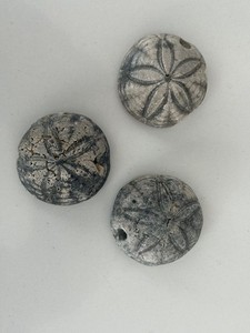 Three (3) Sea Biscuit Fossils - Echinoid - Millions of Years Old - Holden Beach 