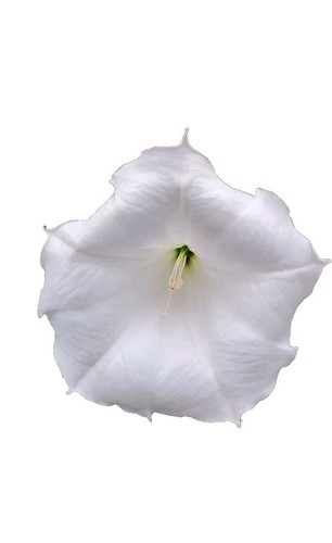 Phormium "Golden Ray" » Vendita Piante Online - Foto 12