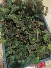 Tuber Begonia Fulgurata + Phytosanitary certificate Rare !!!