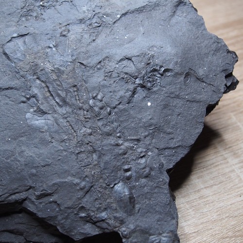 Mezcla de 2,8 kg fósiles checos trilobite onnia bivalvo ortoceras ordovícico - Imagen 7 de 15