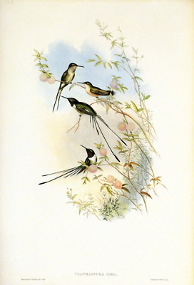 1990 Vintage HUMMINGBIRD #153 ''CORA'S SHEAR TAIL'' GORGEOUS GOULD Art Lithograph