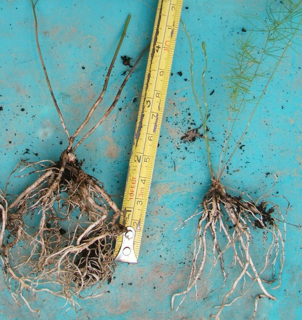 1 Asparagus plant fully established plant cut right back. Transplant