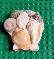 Seashell Collection