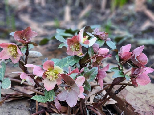LENTEN ROSE Flower Plant Pink BLOOMING Size Purple, Perennial, Shade, Helleborus