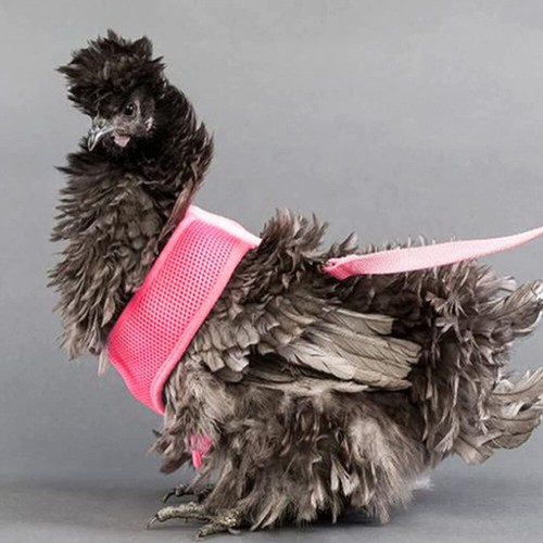 Pet Chicken Leash Rooster Harness Bird with Leashes and Harnesses - 第 7/12 張圖片