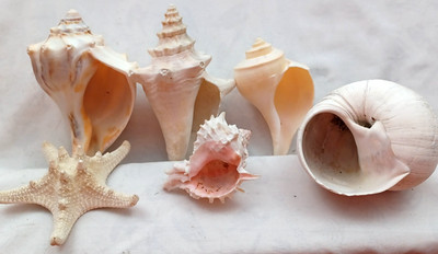 Assorted Seashells Sm Conch Knobbed Welk (2) Murex Knobby Starfish Snail Shell