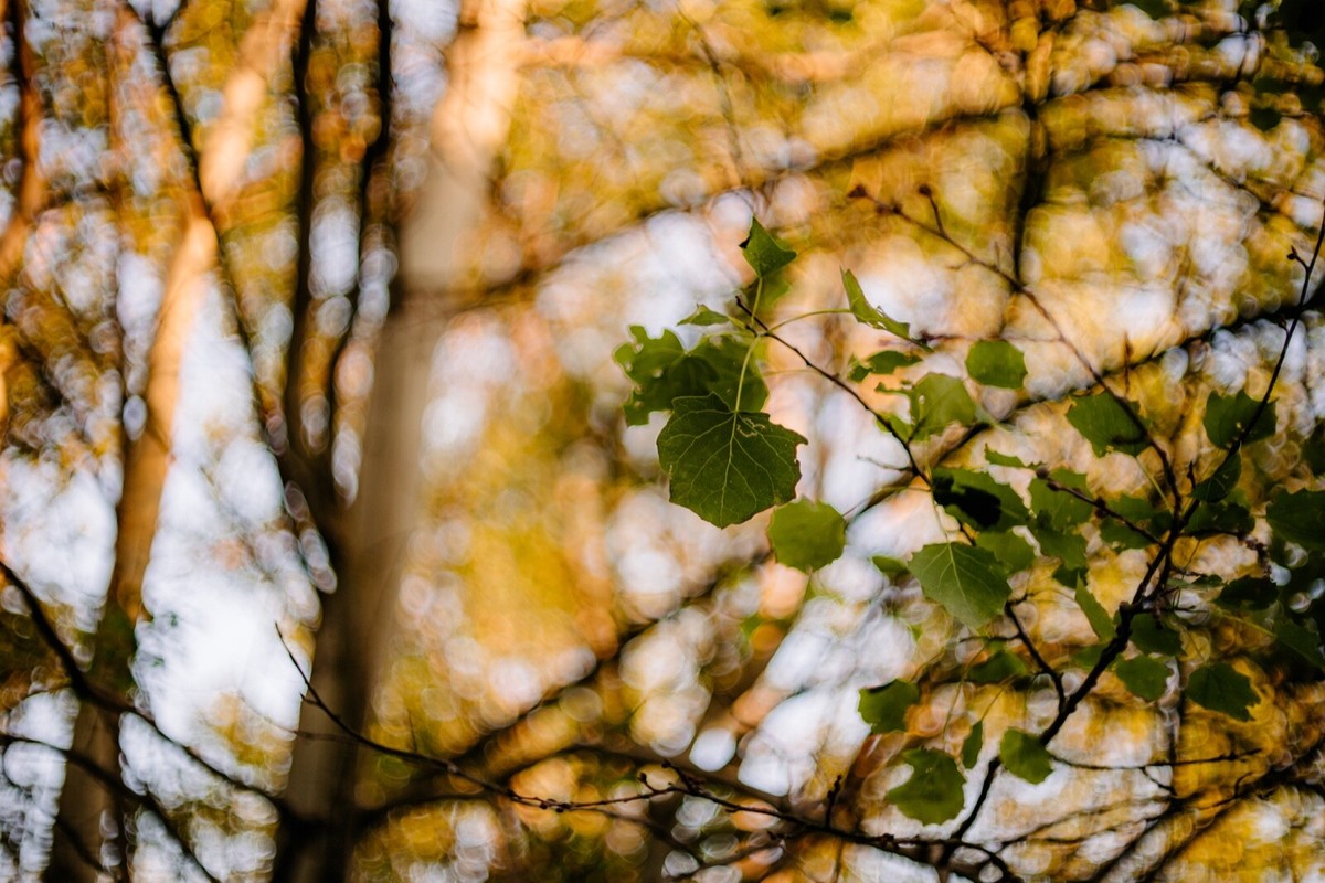 Voigtlander Color-Ultron AR 1.4/55 ROLLEI QBM MOUNT 