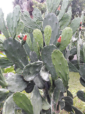 schnell wachsender efeu Hedera Hibernica kaufen? Schnellwachsender Efeu – NatureNest main image 1