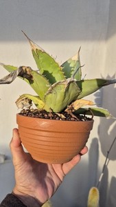 Agave Titanota | eBay Agave Titanota | eBay