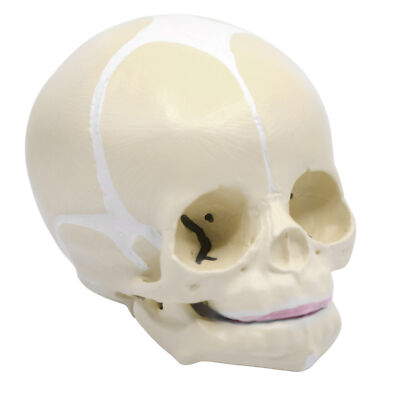 Eisco Labs Infant Skull, Human Anatomical Model - Articulated Mandible
