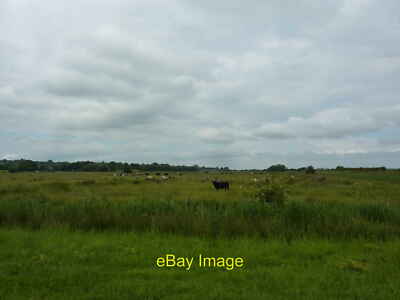 Photo 12x8 Cattle grazing Small Hythe Low lying fields, about 3 m above se c2014